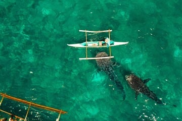 Der größte Hai der Welt? Der Weiße Hai ist es nicht