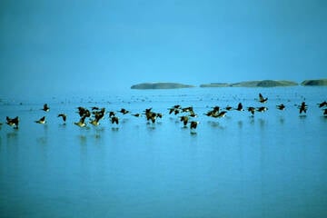 Trump administration sued over land swap that would allow road to be built in Alaska wildlife refuge