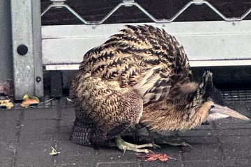 Anwohner alarmieren nach ungewöhnlichem Fund die Feuerwehr: Was ist das denn für ein Vogel?