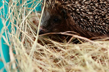 Tierheime schlagen Alarm: Immer mehr Igel in Not