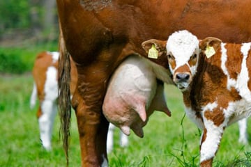 Wem gehört das Kalb? Nachbarn streiten um Neugeborenes