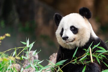 Giant panda population gets a huge boost after birth of twin cubs!
