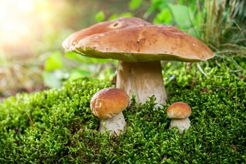Pilze sammeln für Einsteiger - Das solltest du unbedingt beachten