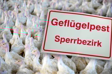 Seuchen-Ausbruch in Sachsen: Zehntausende Puten müssen getötet werden
