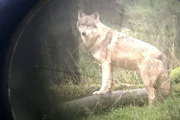 56 Tiere getötet: Kreis Olpe gibt Problemwolf zum Abschuss frei