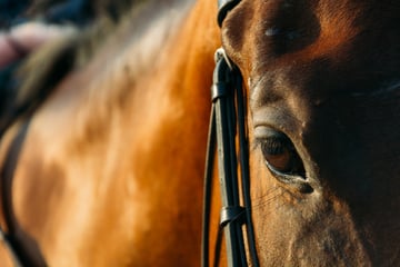 Tödlicher Unfall: Pferd kracht frontal in Auto