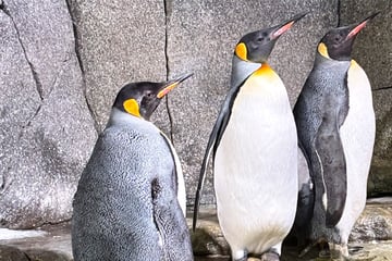 Frischer Wind in der Pinguin-WG: Königlicher Zuwachs im Tierpark Hagenbeck