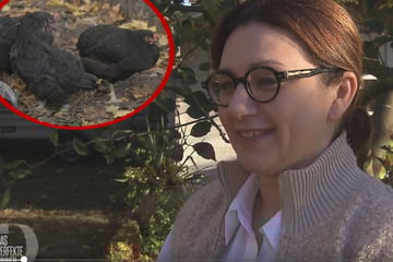 Aus ihrem Garten in den Topf: Hühner von "Das perfekte Dinner"-Kandidatin müssen dran glauben