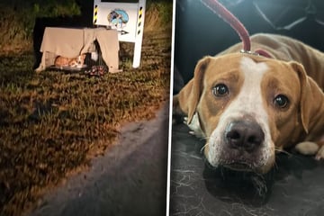 Tierheim-Mitarbeiter finden Hund in Käfig: Dann entdecken sie einen Zettel