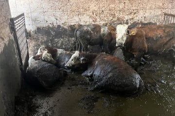 Tierschützer lassen Ekel-Stall auffliegen: Kühe leben in kniehoher Gülle