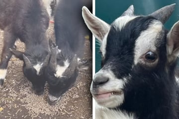 Sie wurden aus schlechter Haltung gerettet: Junge Böckchen träumen von einem Neuanfang