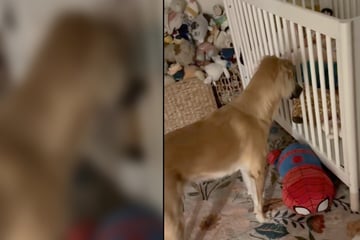 Als Mutter sieht, wie Tierheim-Hündin vor dem Gitterbett ihrer Tochter (2) erstarrt, wird ihr alles klar