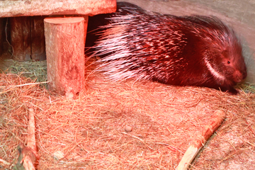 Nach Stachelschwein-Entführung: Pinky und Brain wiedervereint