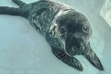 Chappy, baby seal found lost on Connecticut street, is dead – but why?