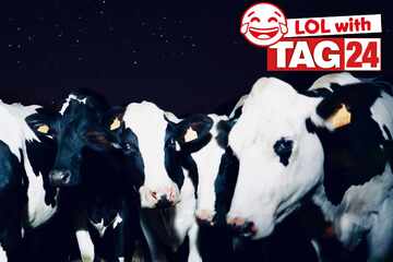 Joke of the Day for March 25, 2026: A cow-tastic funny!