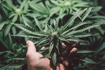 Illegale Cannabisplantage: Polizei nimmt über 1000 Pflanzen mit!
