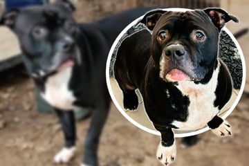 Freundlicher Staffie-Mix sucht ein Zuhause: Darum wird Coco nur an erfahrene Halter vermittelt