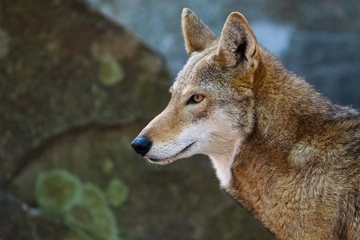 Near-extinct red wolves welcome adorable new litter – but will they survive?