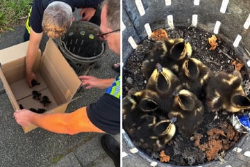 Süße Enten-Babys vor ihrem traurigen Schicksal bewahrt