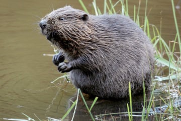 Biber in Brandenburg erschossen: Darum müssen die kleinen Tiere sterben!