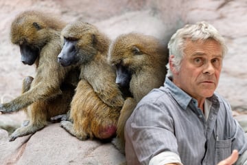 Nach Pavian-Tötung: Tiergarten-Direktor erhält Morddrohungen