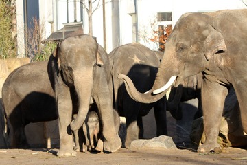 Zauberhafte Elefanten-Zusammenführung im Zoo Leipzig: "Die Gruppe wächst und gedeiht!"