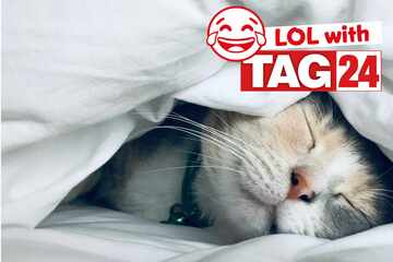 Joke of the Day for November 29, 2025: A cat funny for Caturday