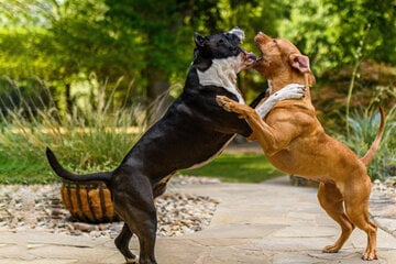 What are the strongest dog breeds in the world?