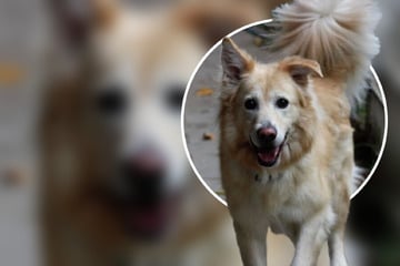 Herumgereicht wie ein Wanderpokal: Jetzt hofft Retriever-Mix auf zweite Chance