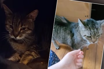 Tierheim will Katzen-Oma vermitteln, doch User fordern ihren Tod