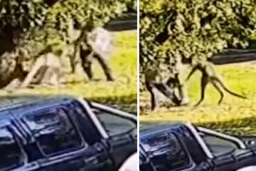 Giant kangaroo wants to attack dogs: the owner doesn't put up with it