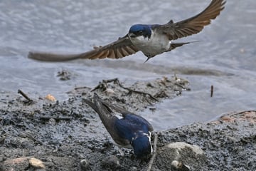 Vorboten des Sommers: Die Schwalben sind zurück in Sachsen!