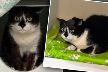 Katze denkt, sie hat endlich ihr Glück gefunden: Kurz darauf hockt sie schon wieder im Tierheim