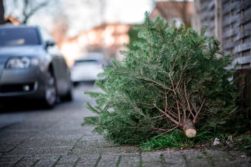 Ausgediente Christbäume: Landesforstanstalt mit Appell!