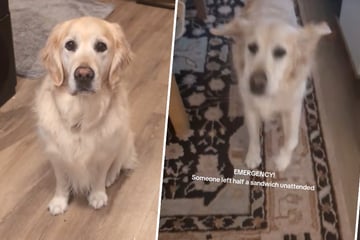 Als Golden Retriever sein Frauchen anknurrt, gibt es einen "Notfall"