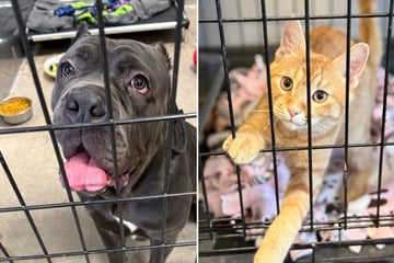 Minnesota animal organizations warn ICE occupation has left pets suffering