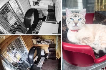 Frau denkt, ihre Katze ist krank - doch dann schaut sie auf die Kamera