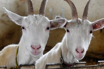 Dritter Fall in wenigen Wochen: Rund 80 Ziegen auf Hof verendet