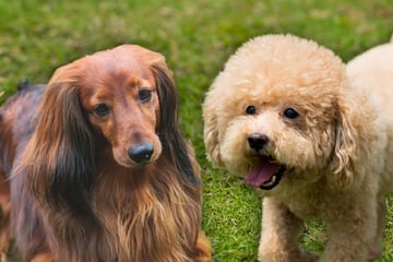 Dackel-Pudel-Mix: Der Doxiepoo ist eine kleine Wundertüte