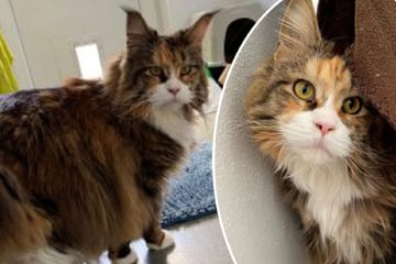 Wunderschöne Maine-Coon-Katze sucht Zuhause, doch die Sache hat einen Haken