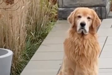 Golden Retriever will schwimmen gehen: Als er merkt, dass der Pool abgedeckt ist, reagiert er kurios