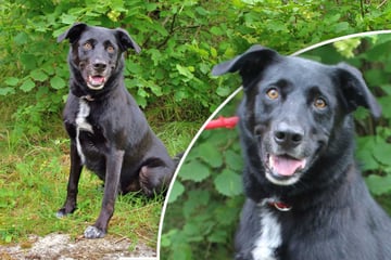 Wie kann man ihm widerstehen? Hund will gefallen, doch es gibt einen Haken