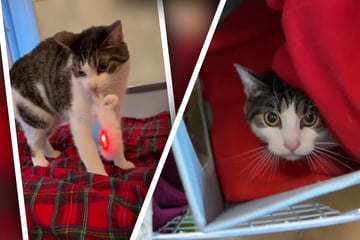 Diese Geschichte geht ans Herz: Kater macht erstaunliche Verwandlung durch