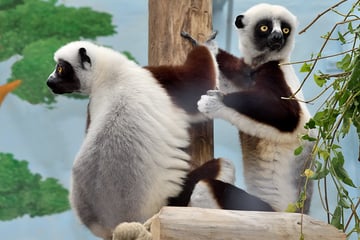 Hüpfen, flirten, tanzen: Neues Affenpaar im Kölner Zoo