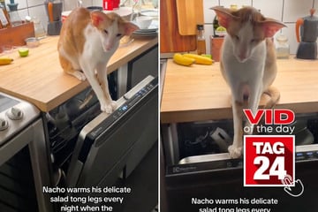 Viral Video of the Day for November 23, 2024: Cat warms his "salad tong legs" with dishwasher steam