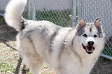 Hund taucht nach fünf Jahren wieder auf: Als Retter Besitzer informieren, herrscht Stille