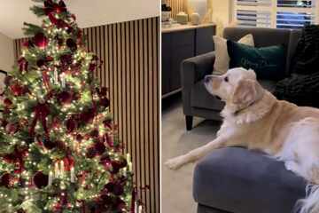 Dog's heartmelting reaction to Christmas movie enchants the internet!