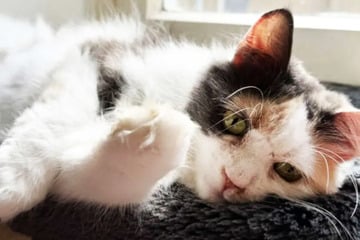Kuschelige Katze kann eines nicht lassen - und erweicht damit die Herzen ihrer Pfleger