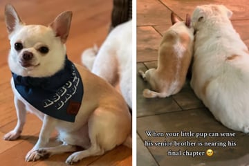 Dog realizes his brother doesn't have long to live in bittersweet viral video