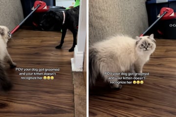 Katze erkennt Hund nach Friseurbesuch nicht wieder: Virales Video sorgt für Lacher